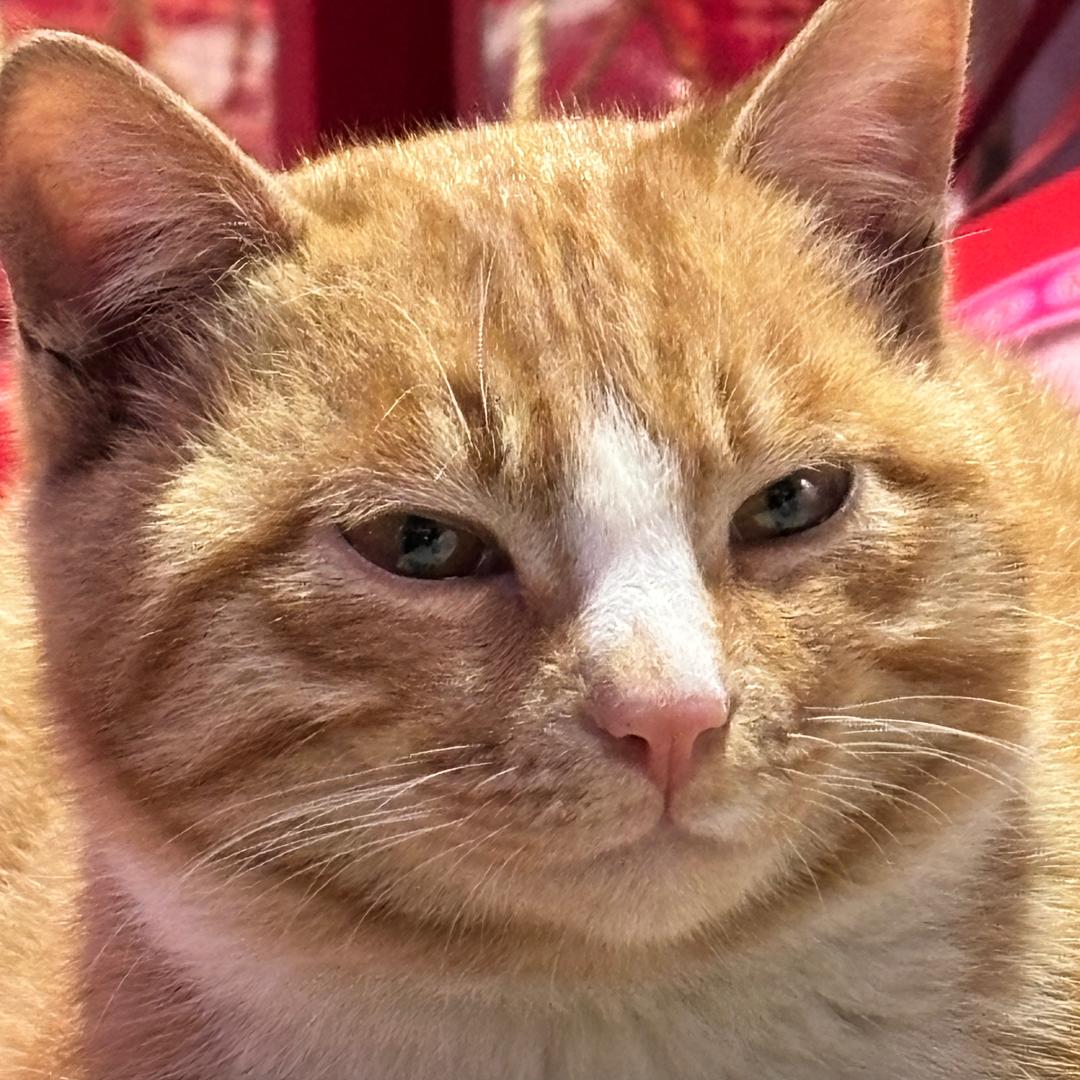 橘不二（钓鱼版）