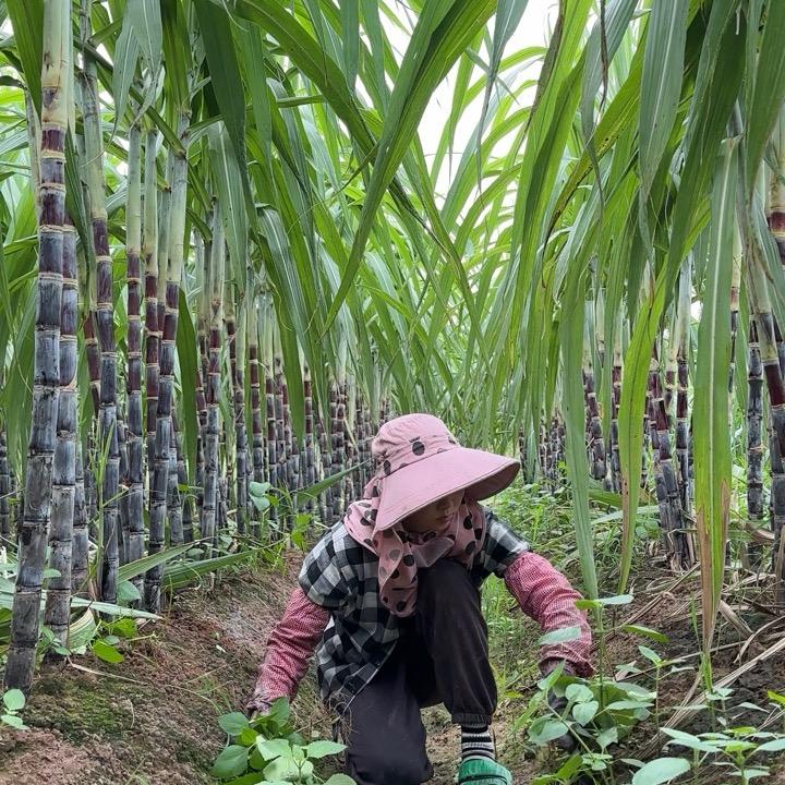 甘蔗种植日常（小敏）