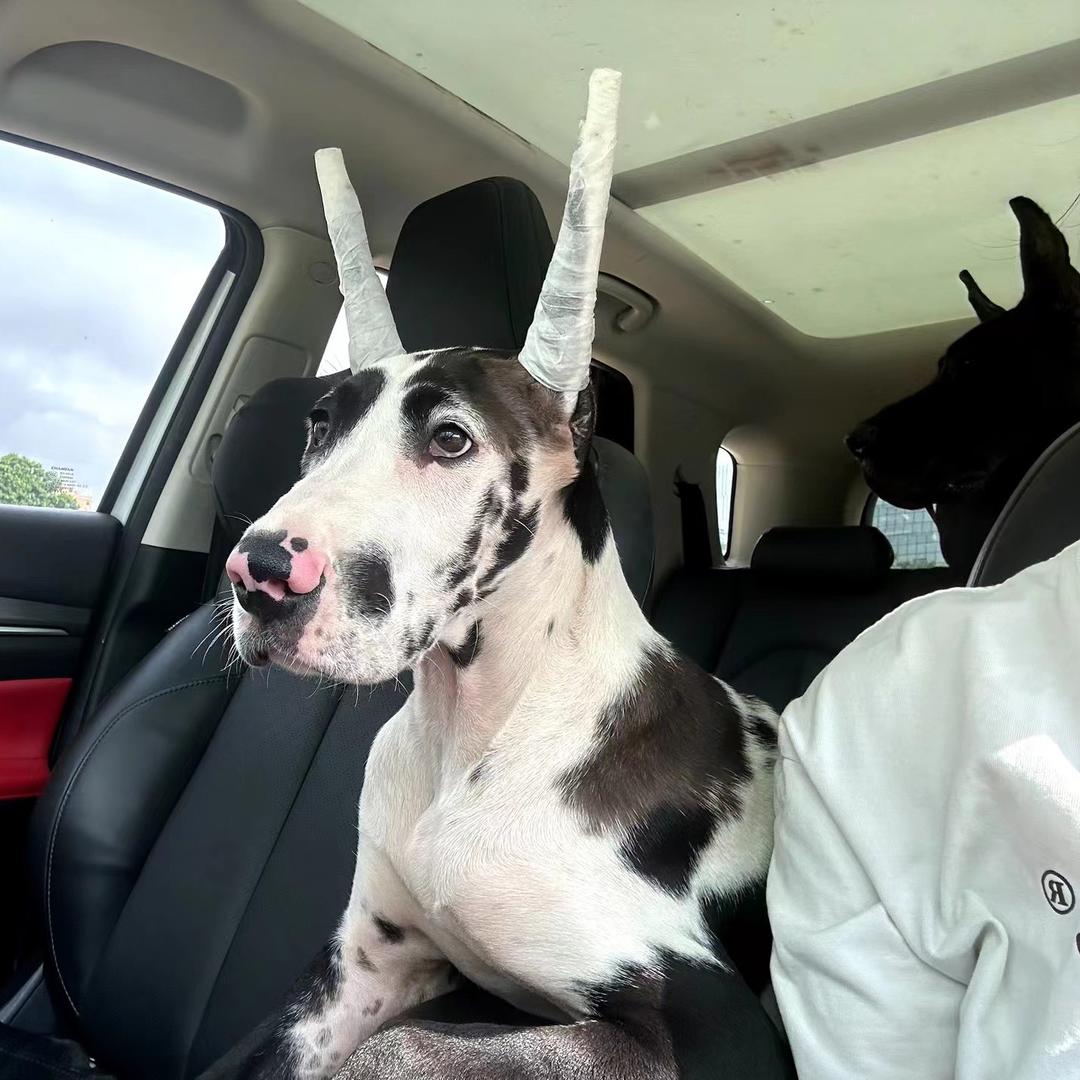 丹帝大丹犬
