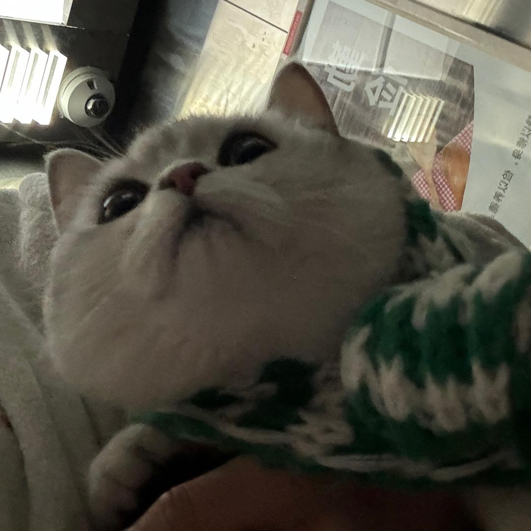 一只小多米
