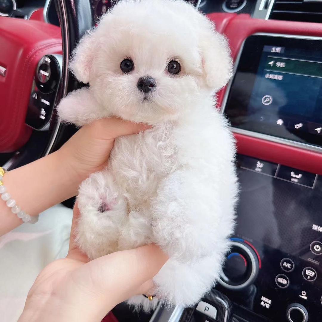 凯哥家韩系比熊 博美泰迪@抖音