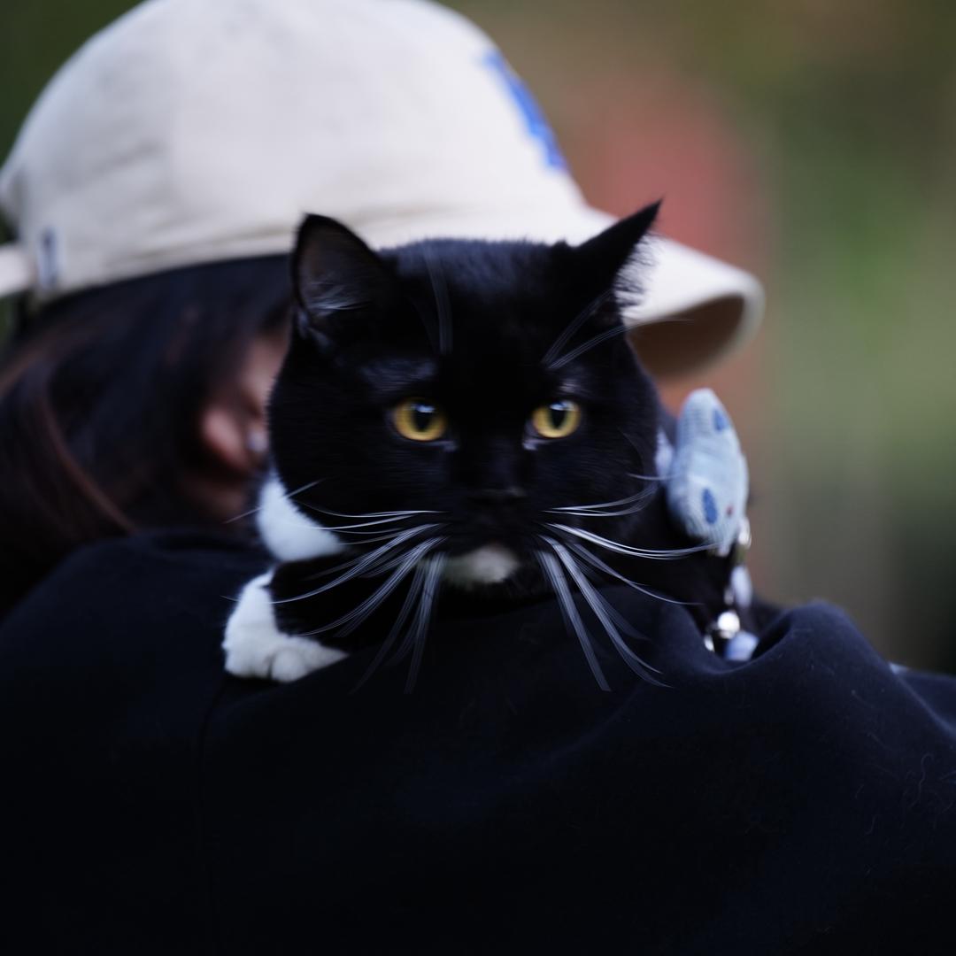 熊猫不是熊