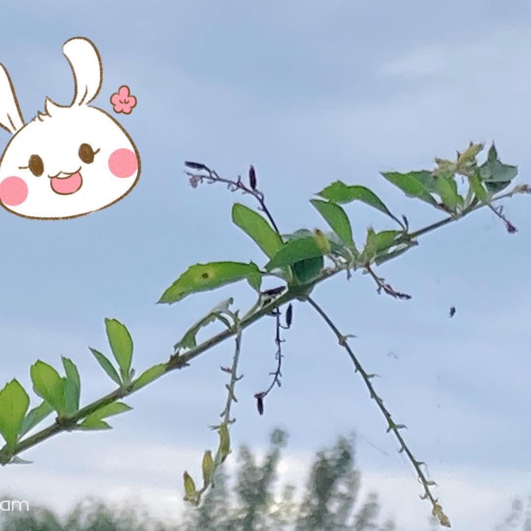丹 墨
