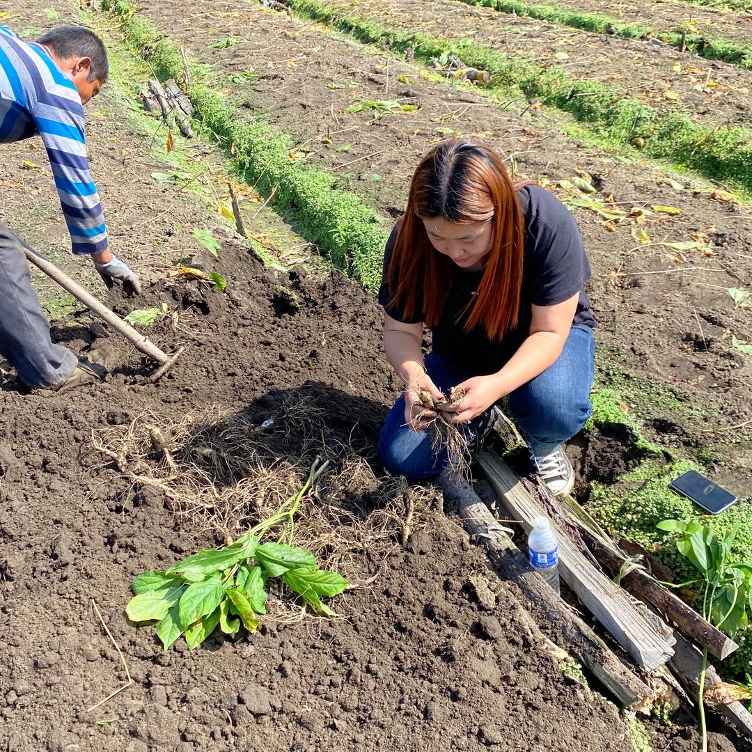 孙红妍-韩种高丽