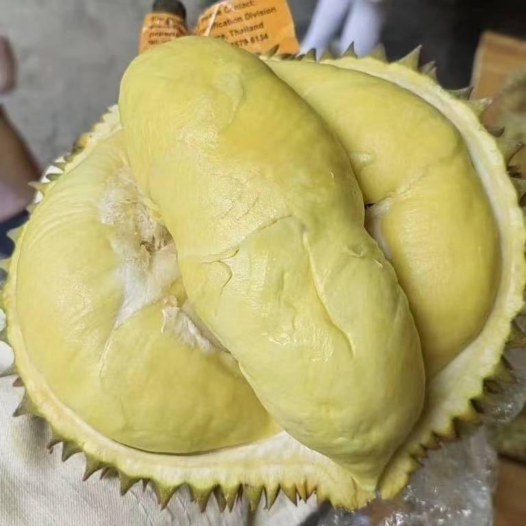 肥仔榴莲供应链