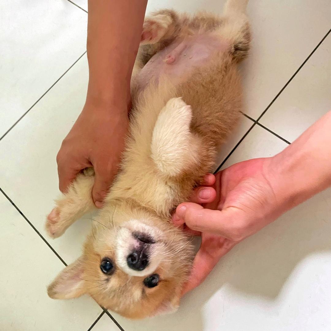 一只叫金条的小短腿