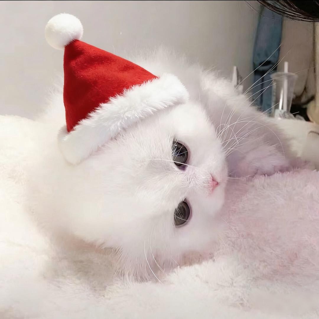 忧郁 ᳐小辣椒 ੭ﾞ