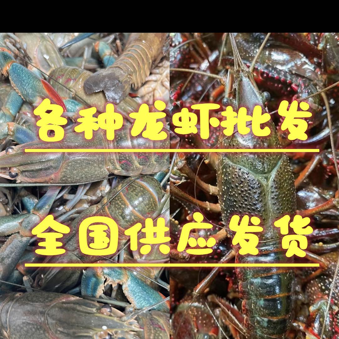 湖北潜江精品小龙虾基地