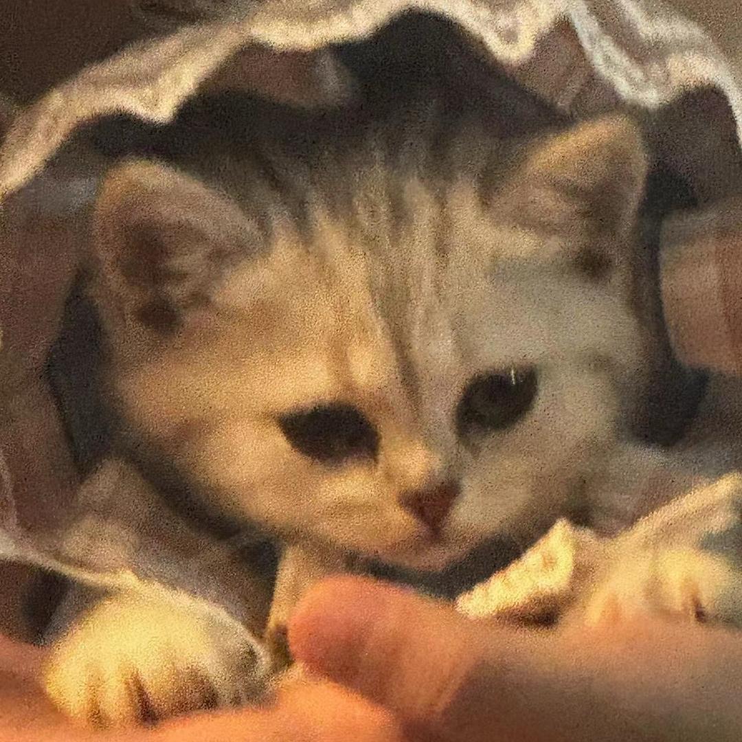 不要蕉绿.