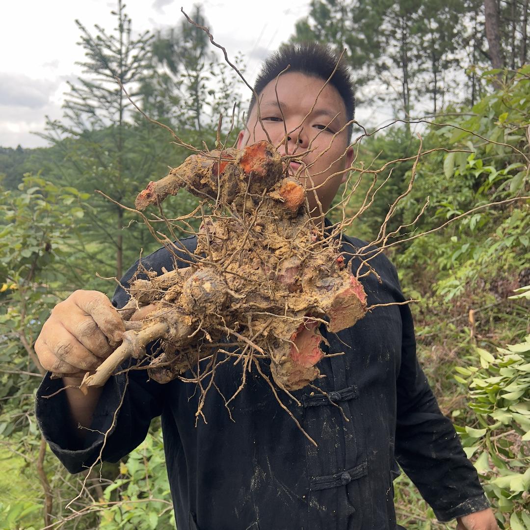 丘北村播山货小明