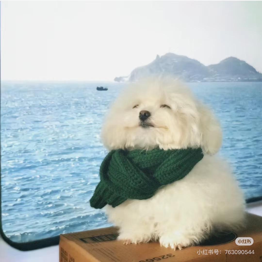 奶糖糖宠物用品店