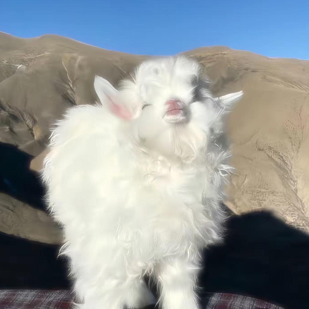 蟹多多