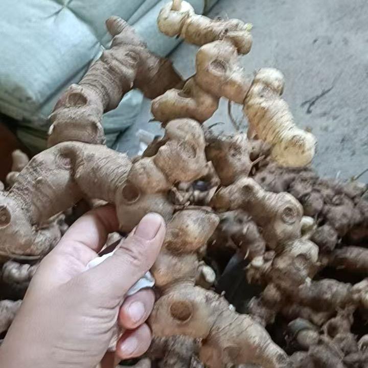 巴山幺妹＼草本
