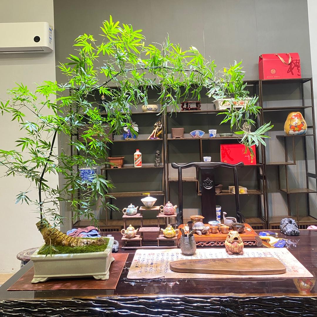 初七绿植花卉店