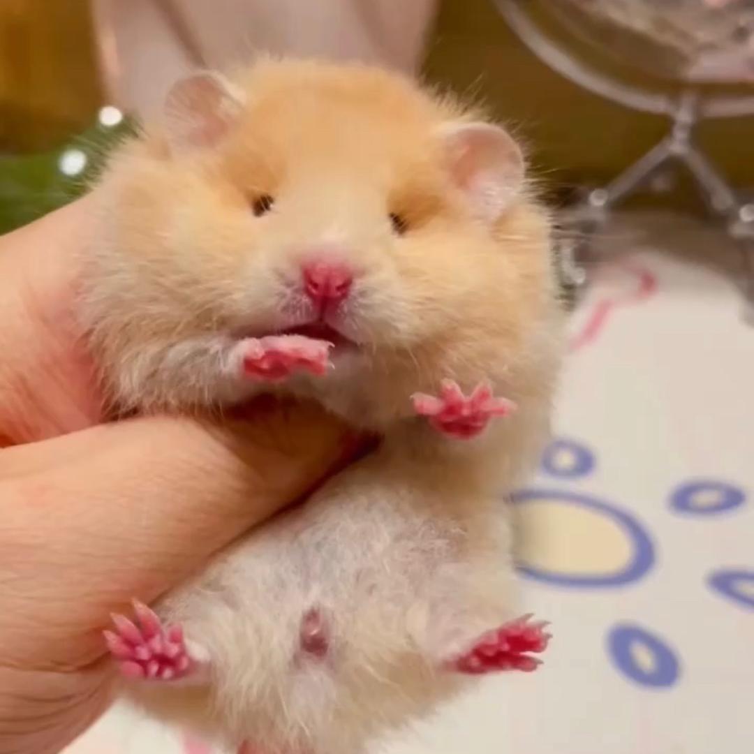 饭团爱睡觉