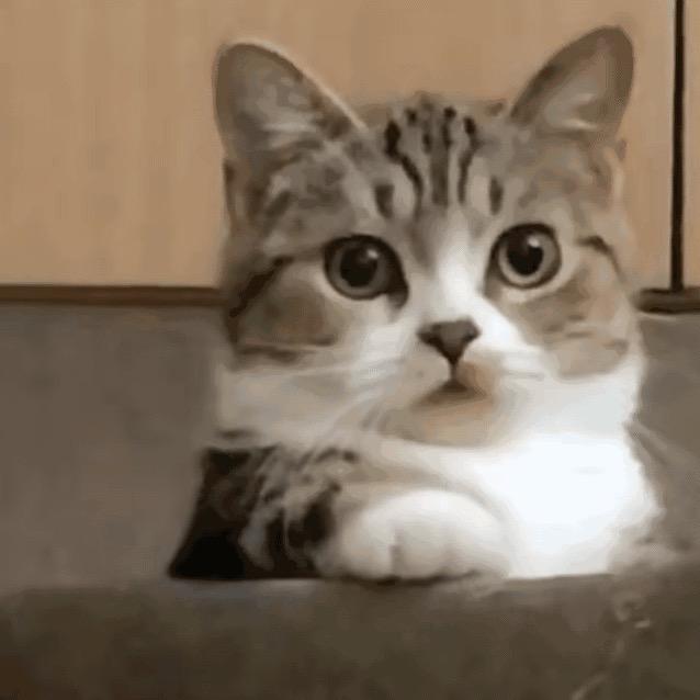 看闹闹🍓🍎🍊