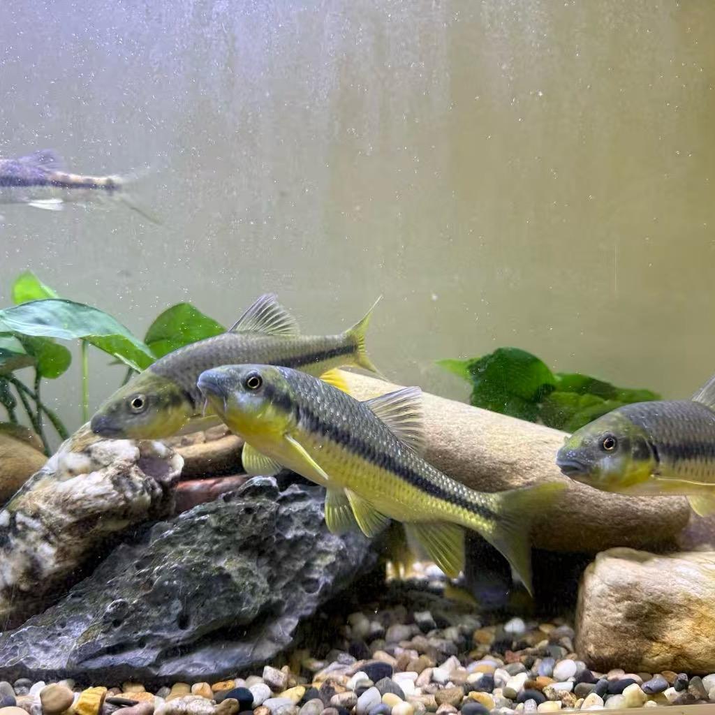 小邓原生溪流鱼