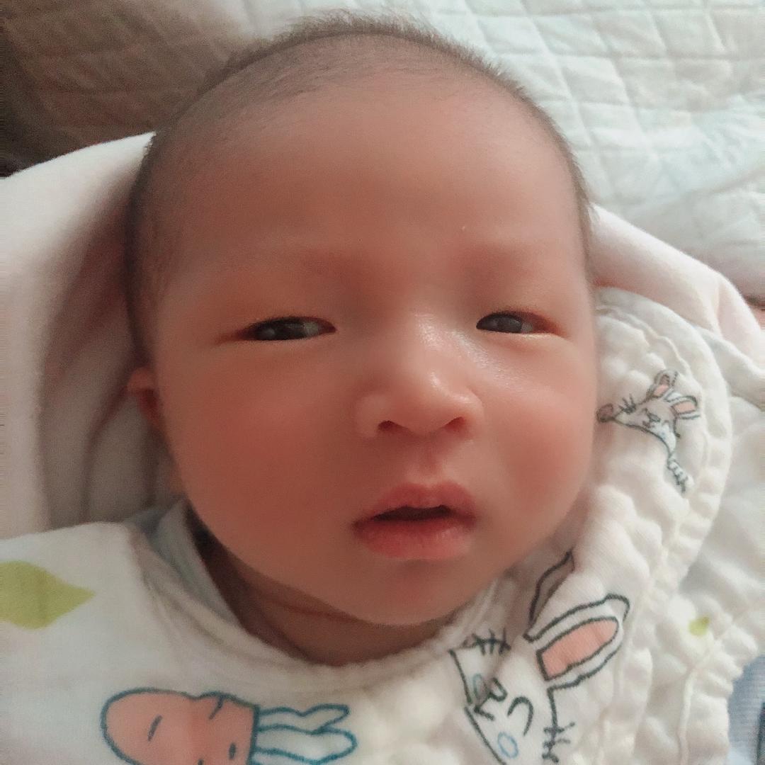 小猴鼠