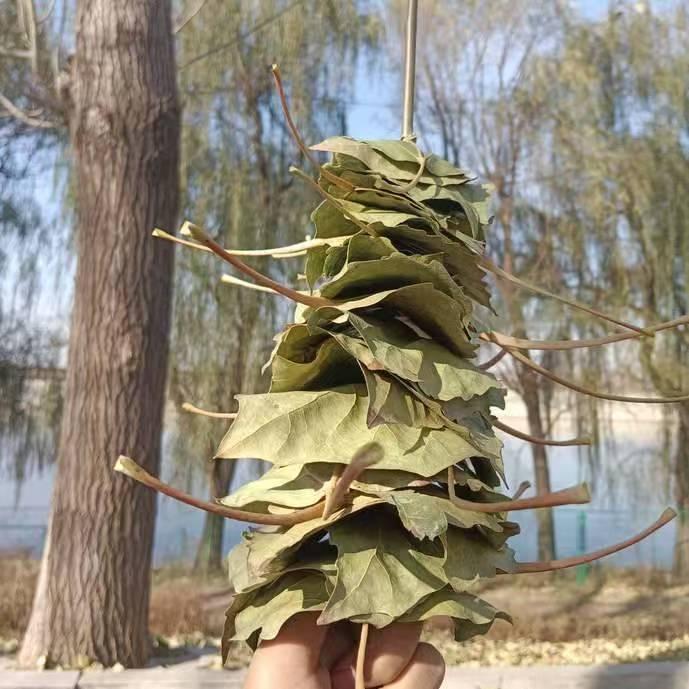 心梓婕
