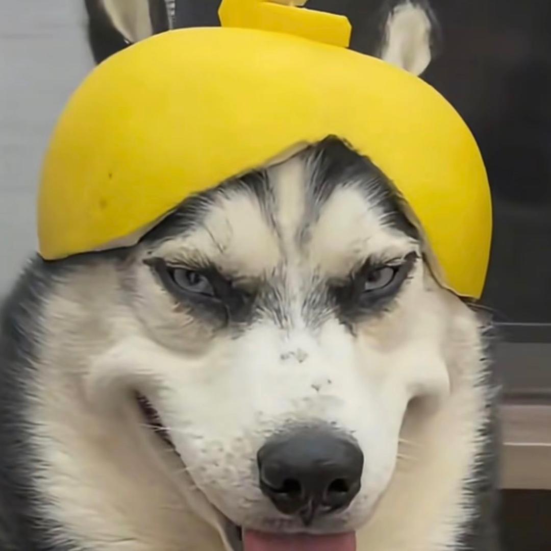 2k大聪明