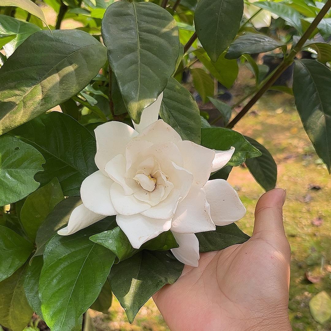 爱尚方（栀子花种植基地）