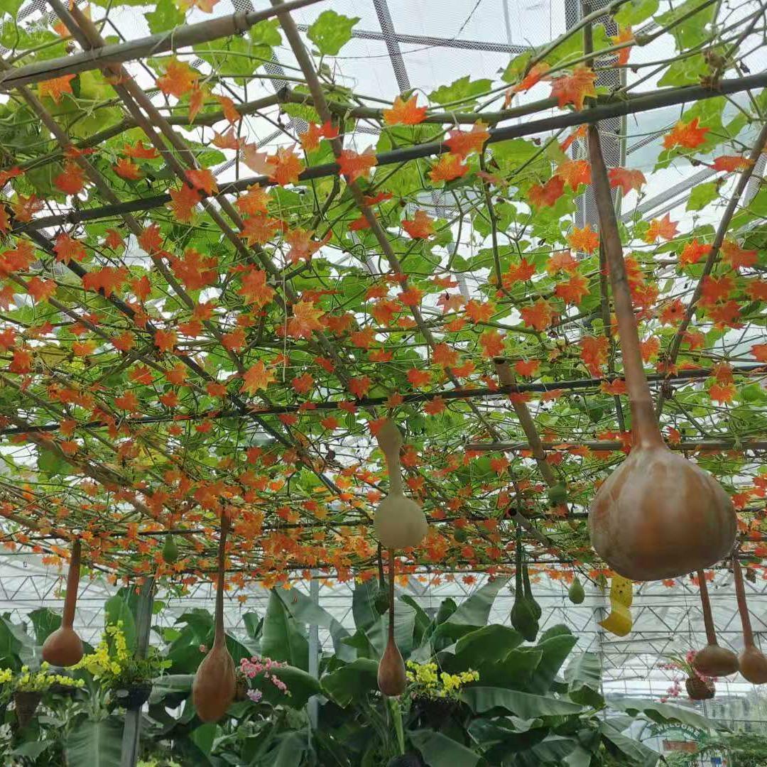 橙子🍊