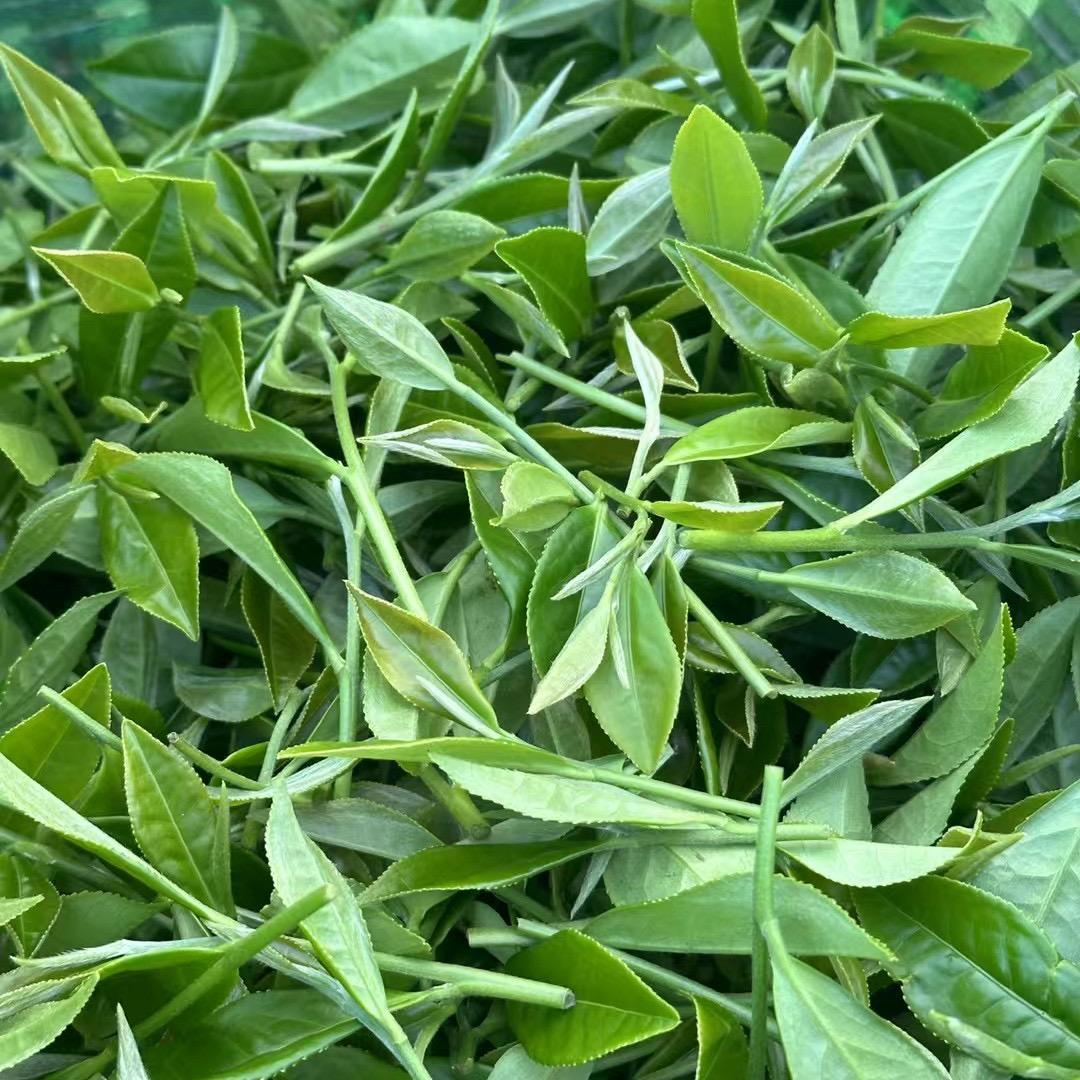 品品天下茶