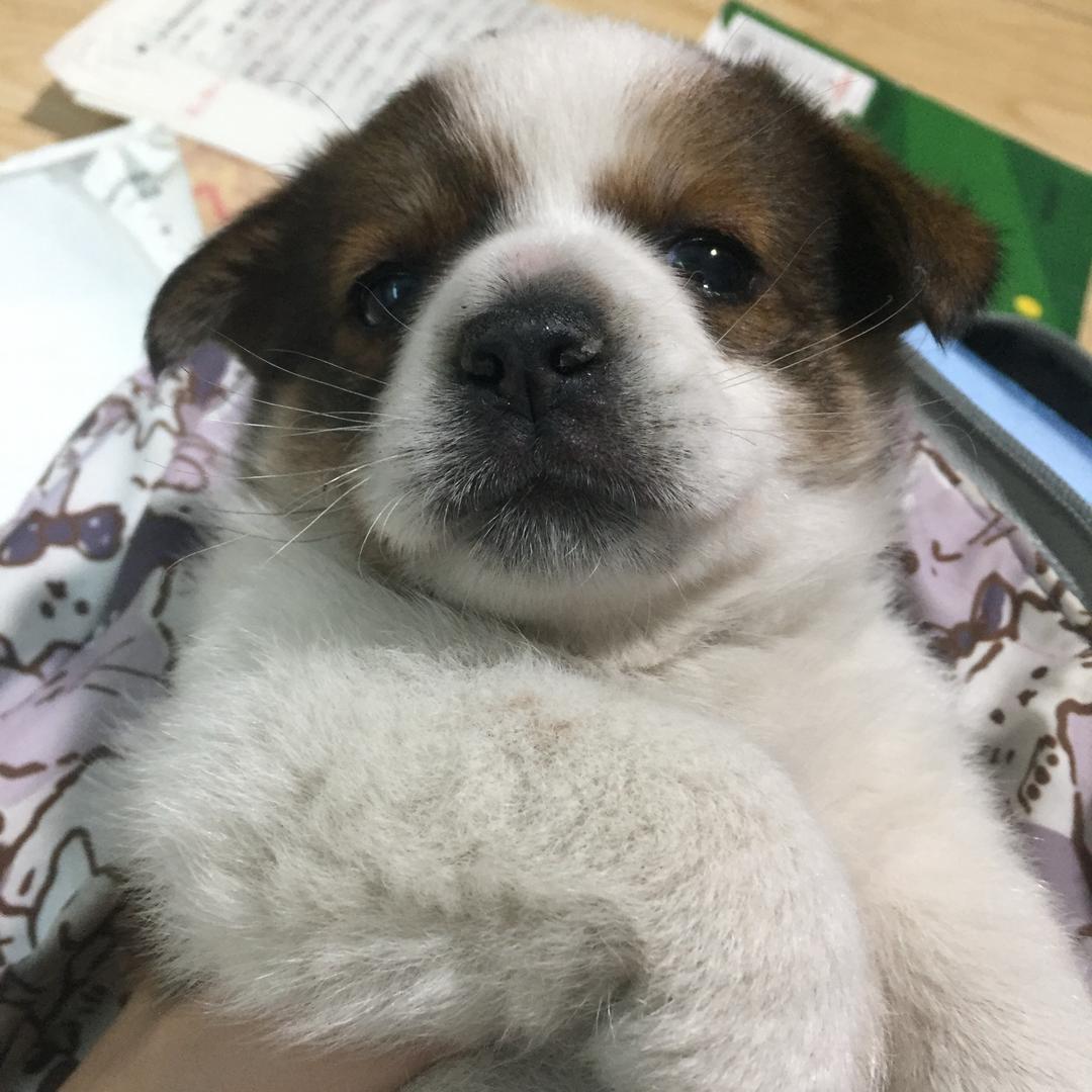 想吃蘸糖的粽子