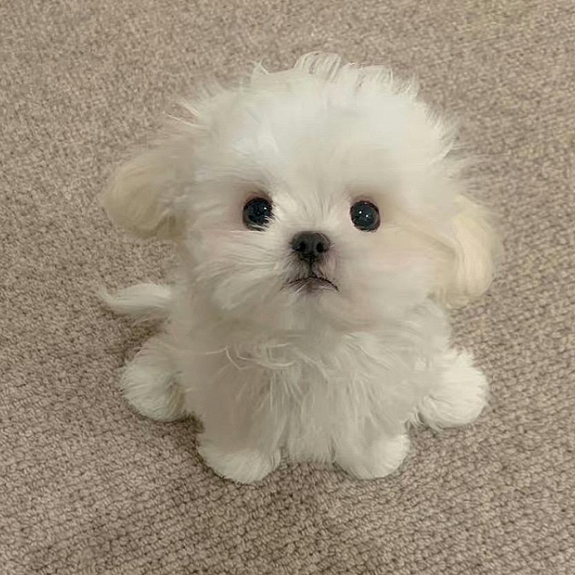章鱼小狗嘟嘟