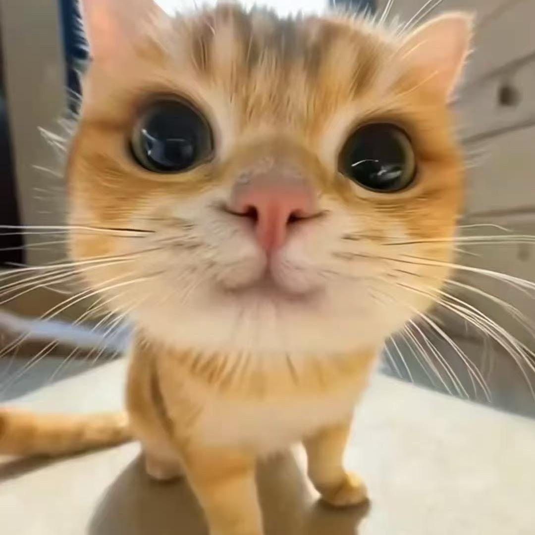 小软