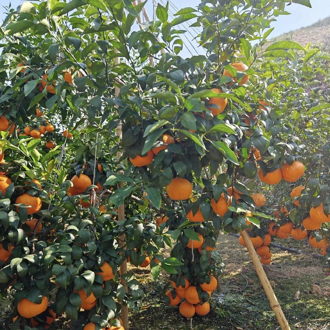 融云瑾优品严选