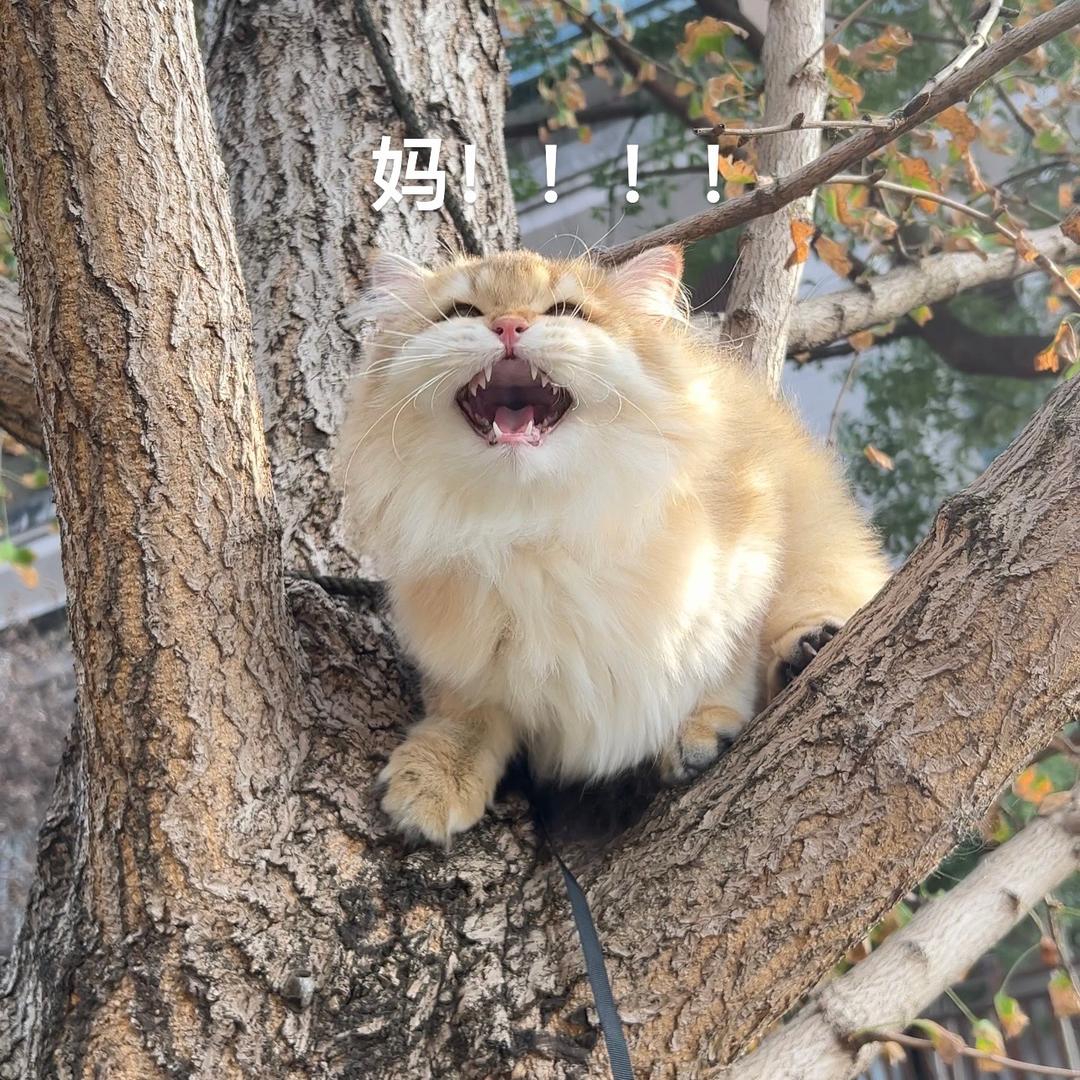 🌈小金仔