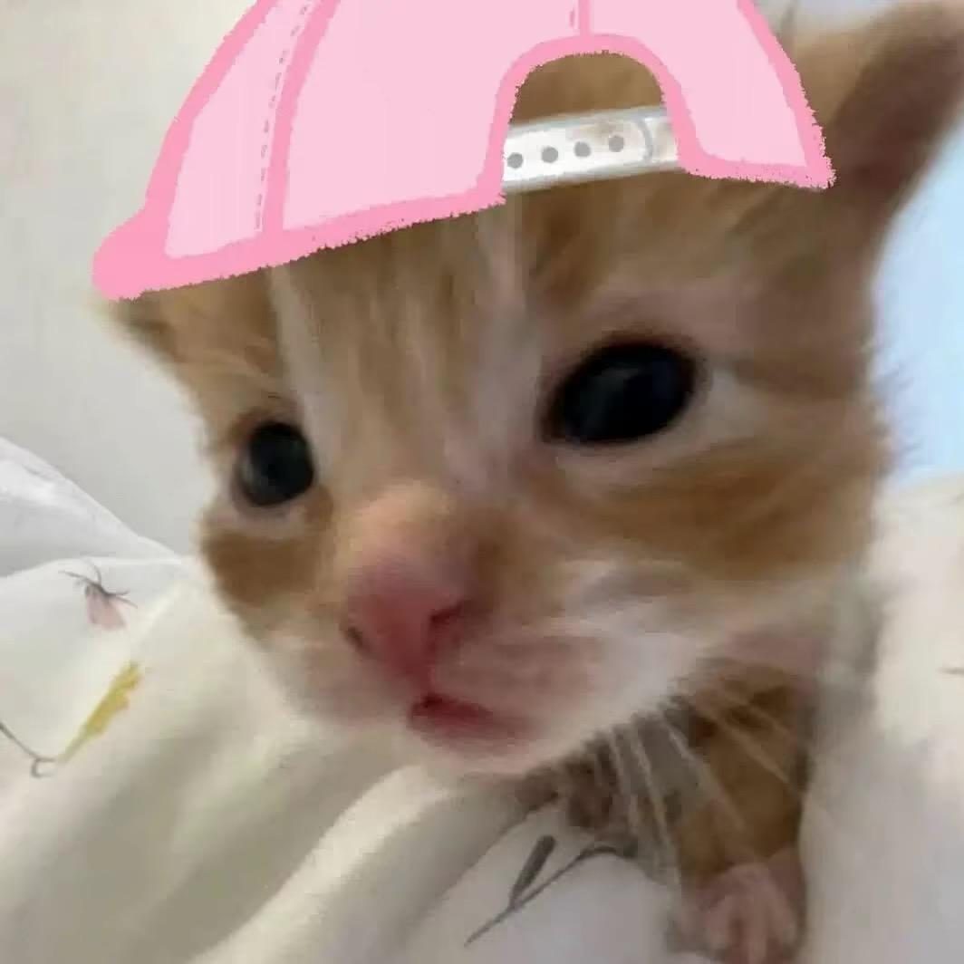 全世界都在针对萌萌的我