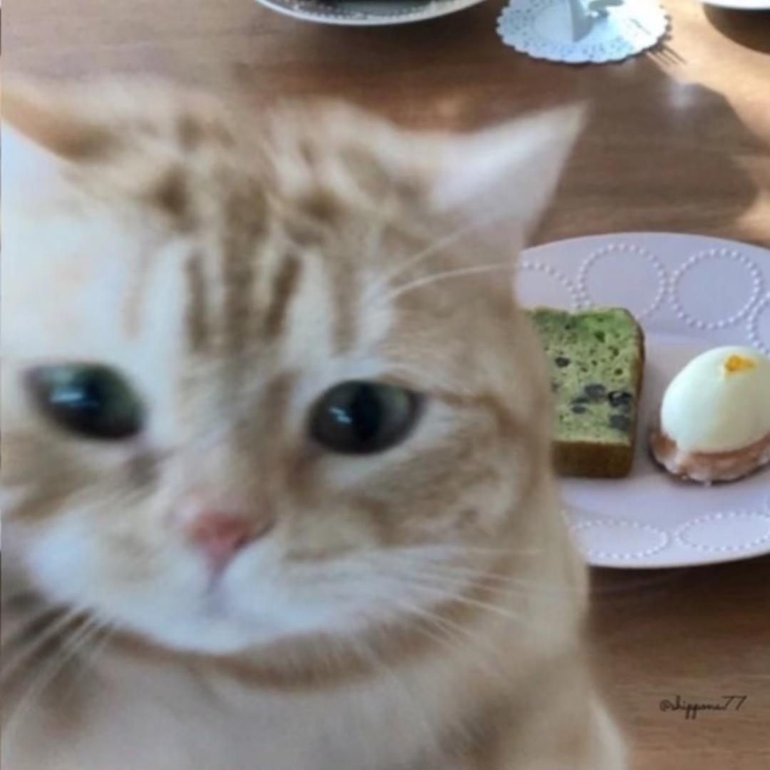 ㅤㅤㅤㅤㅤㅤㅤㅤ ㅤㅤㅤㅤㅤㅤㅤㅤㅤㅤㅤ