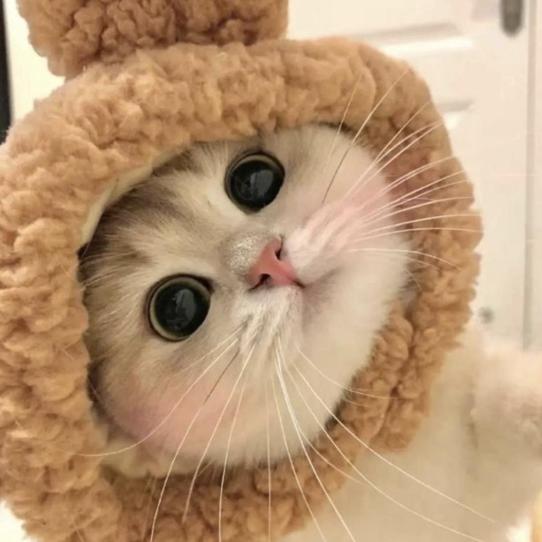 雪尘