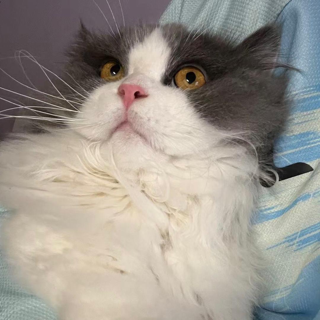 爱喝无糖可乐🏸️