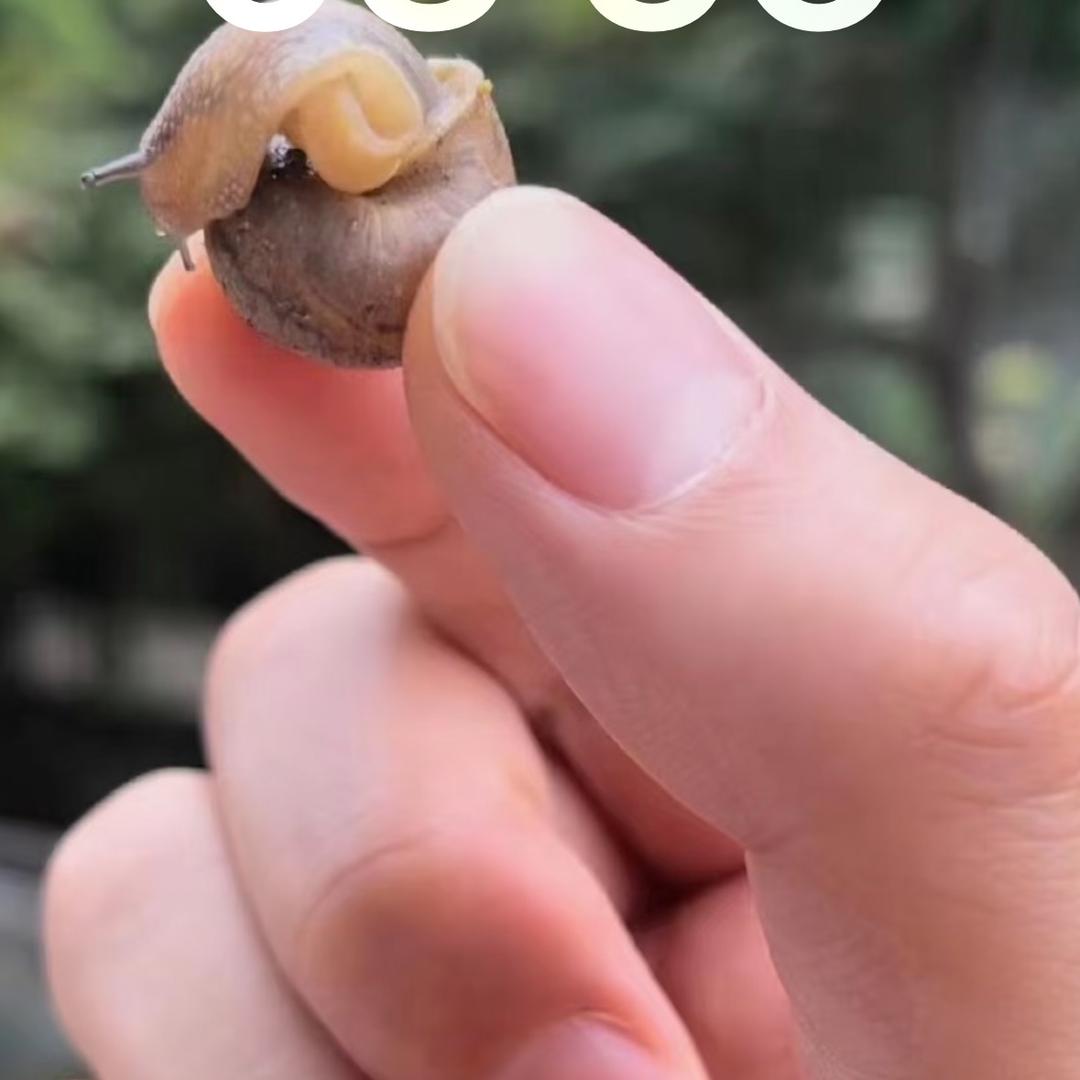 双双来了
