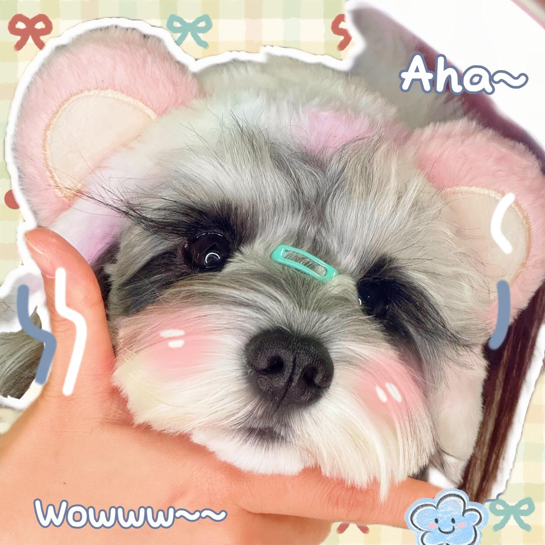 阿狸困困ᰔᩚ