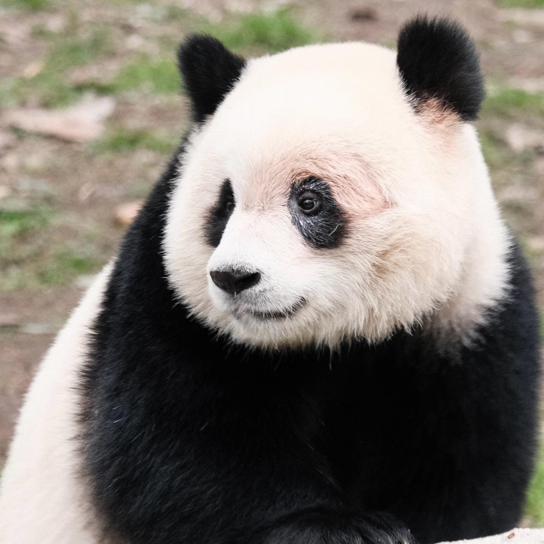 玄子大大