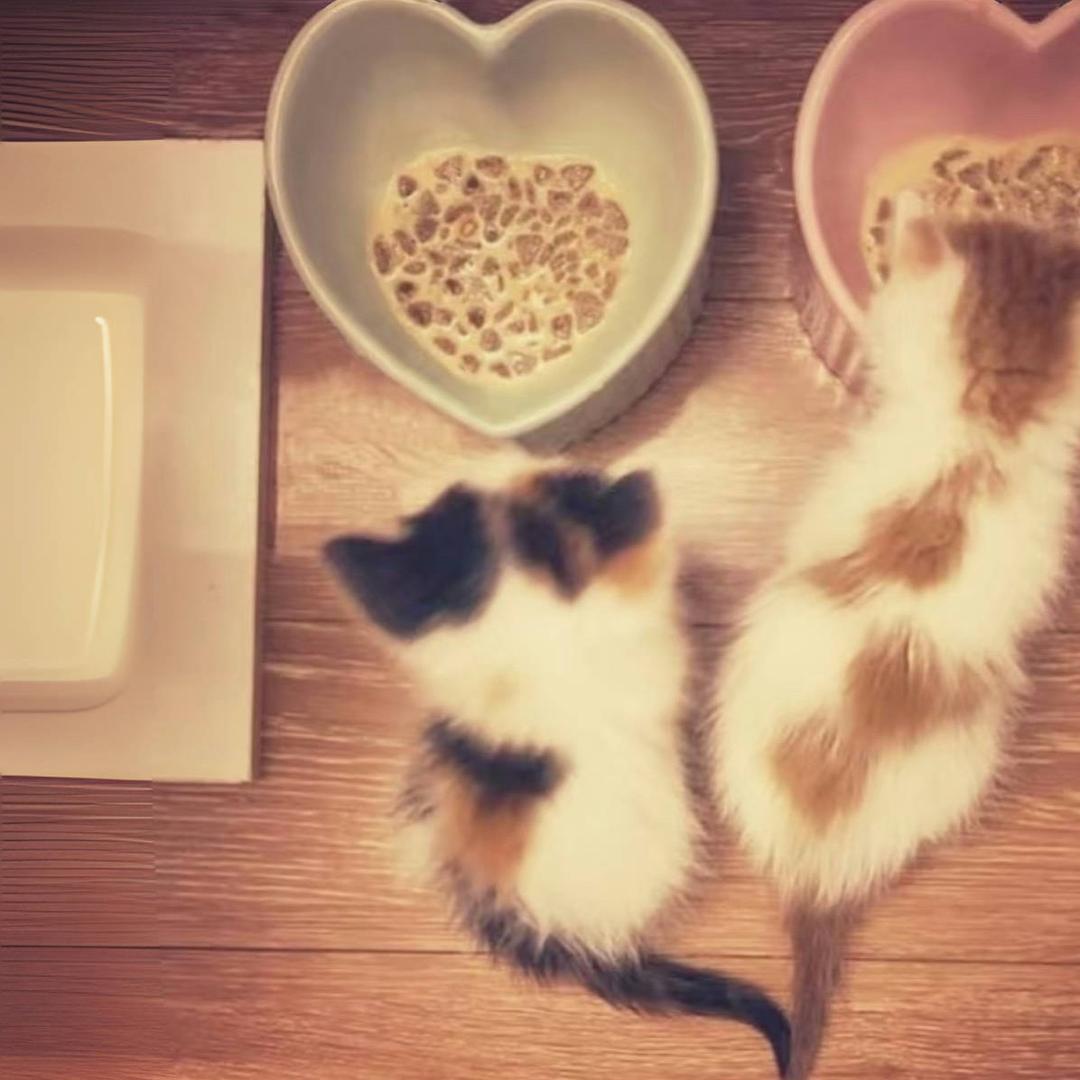 猫猫蛋挞皮