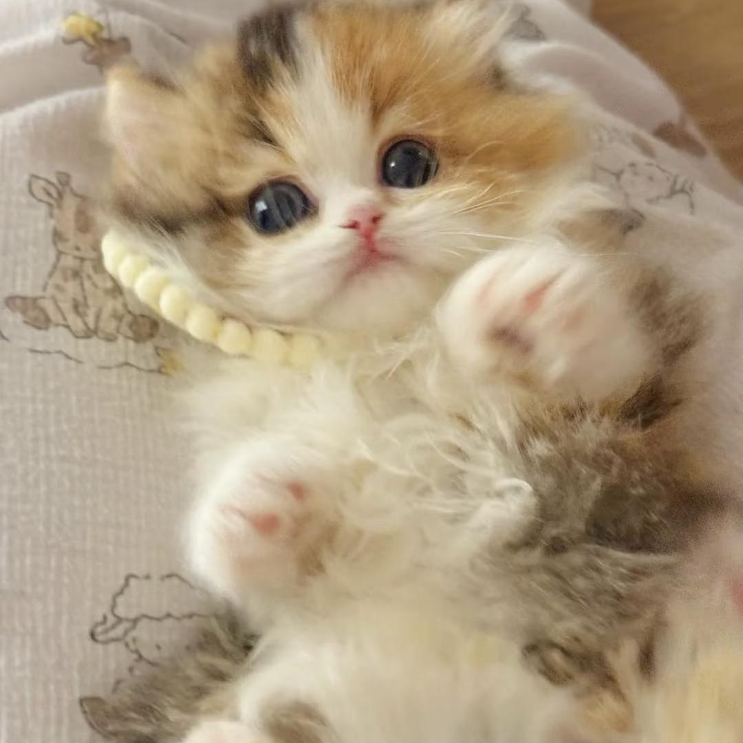 甜可米努特喵舍