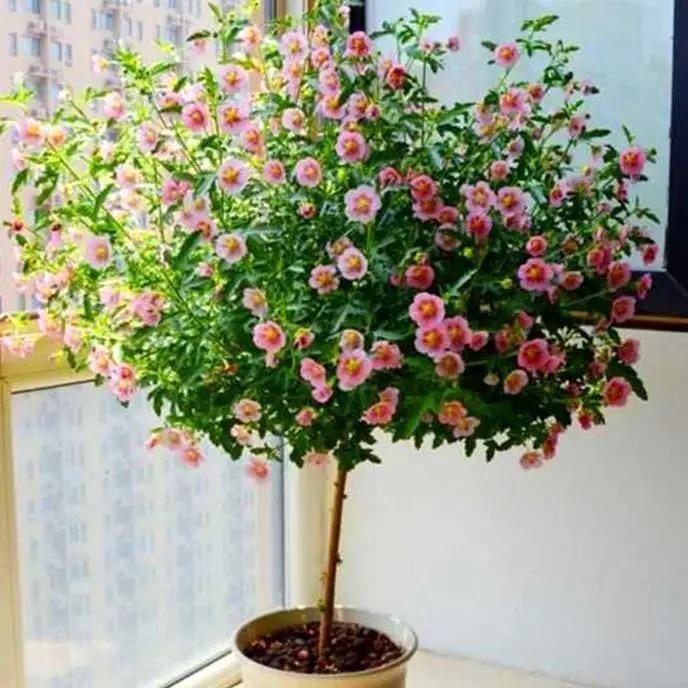 家有后花园