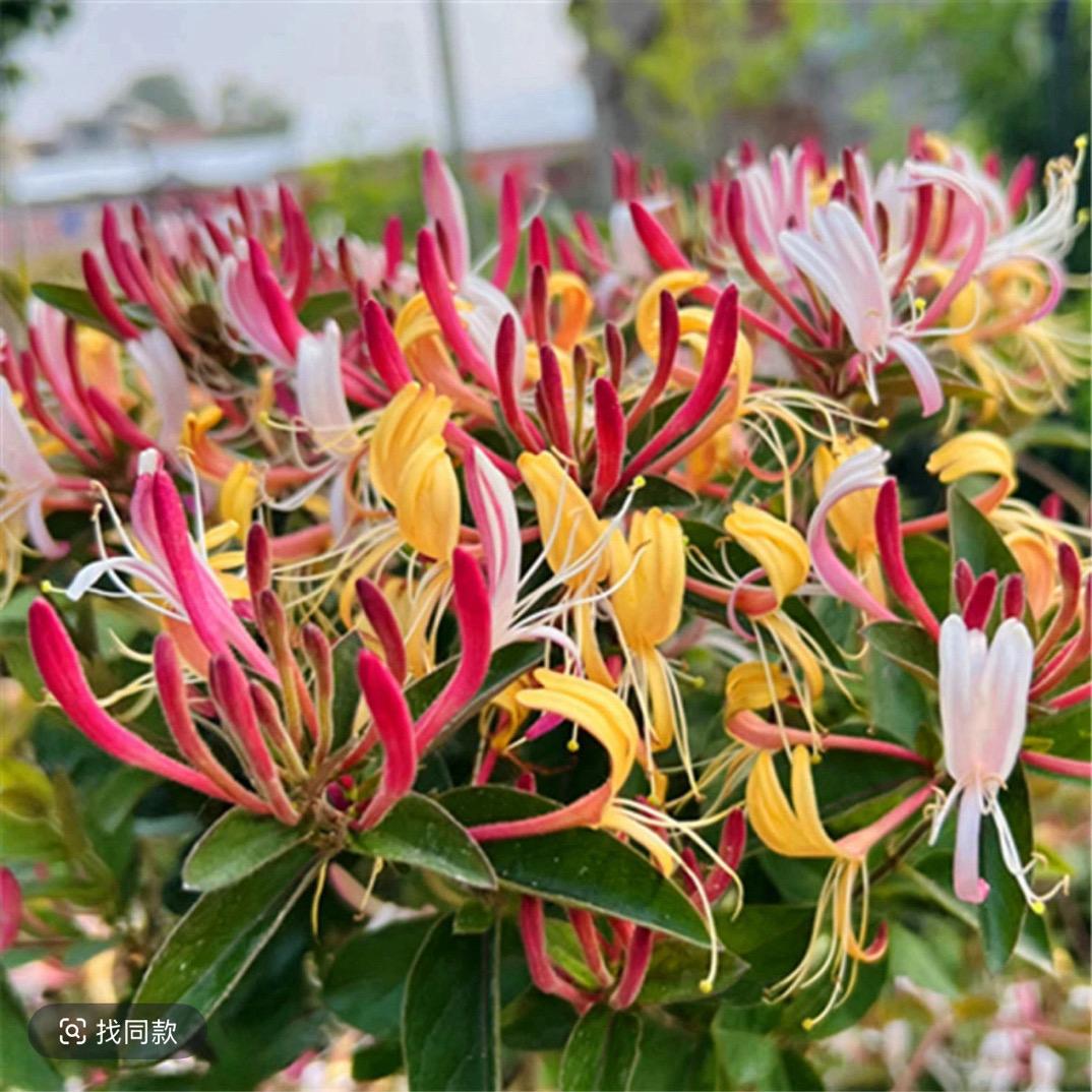 春日暖阳花卉优品严选