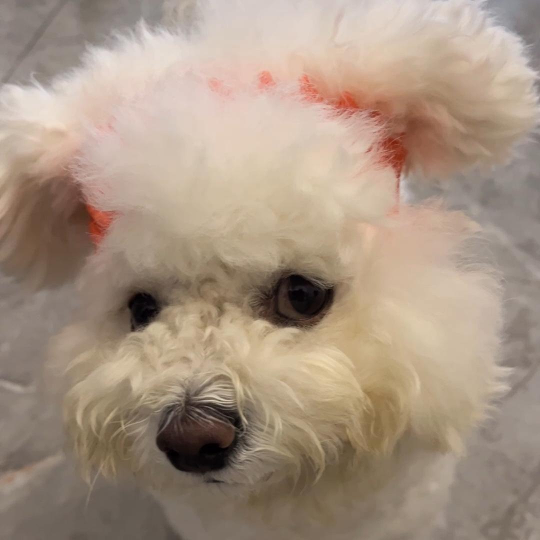 是嘟比不是逗比