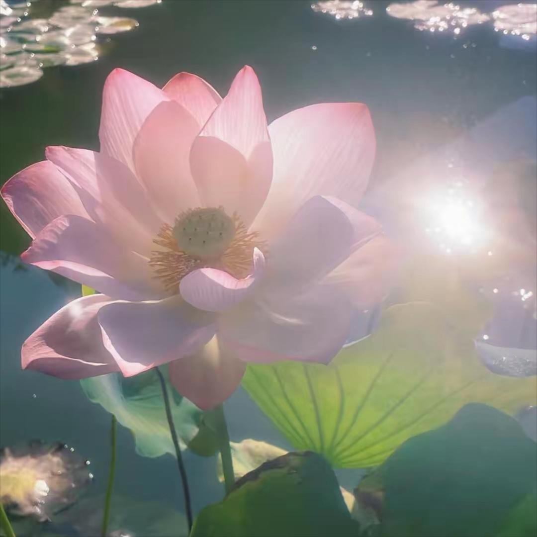 慧心