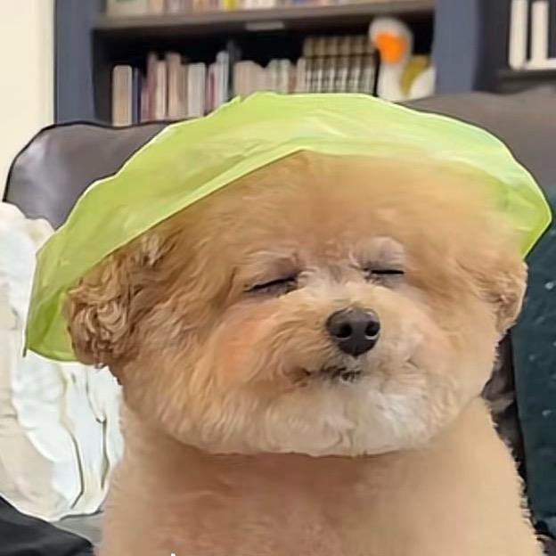 我的头发乱了ʕ•̫͡•ʔ