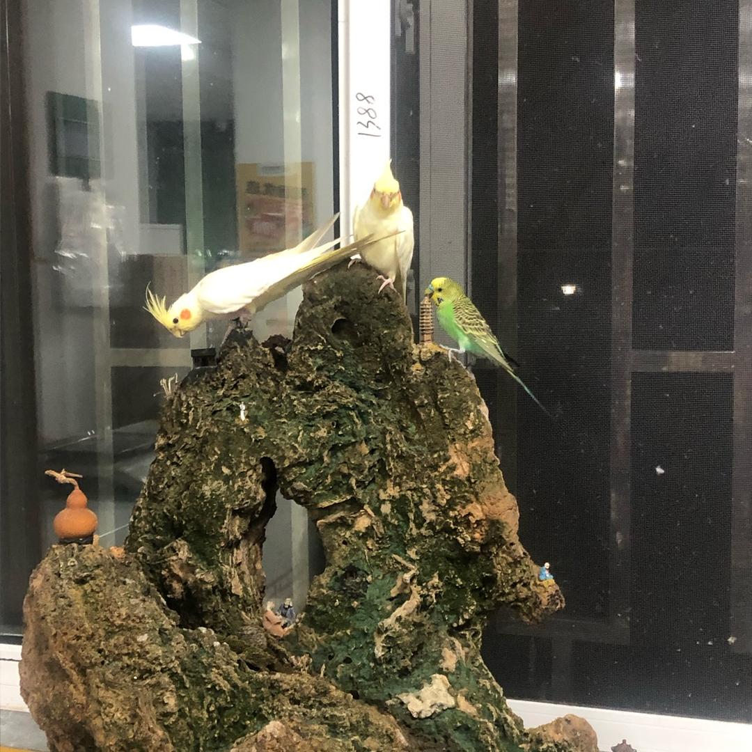 是小皮皮呀