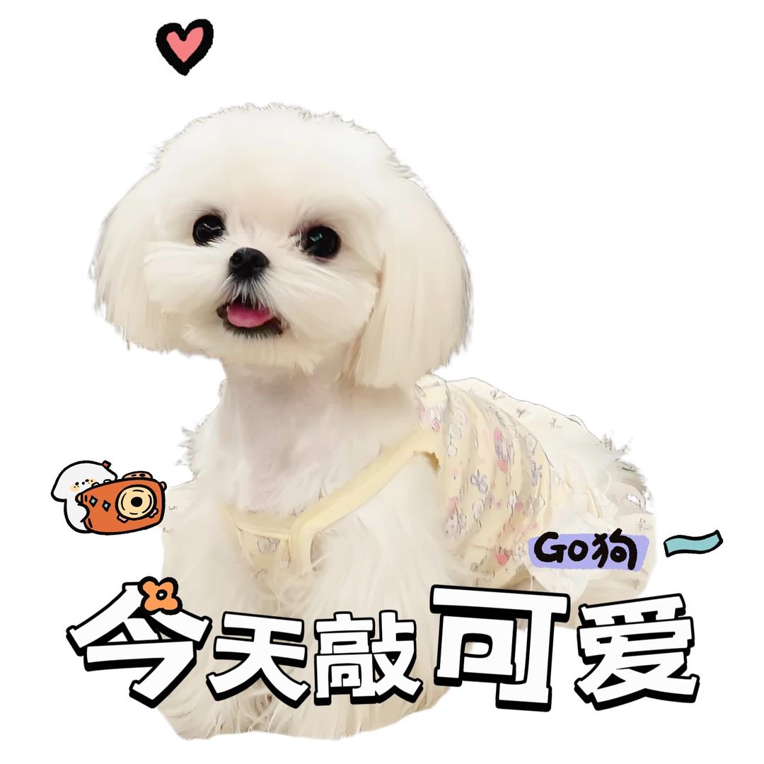 🐶棉花糖🍼