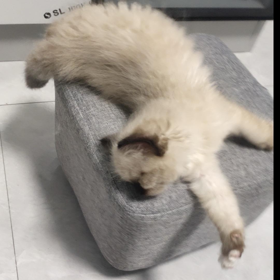 多多(づ￣ ³￣)づ