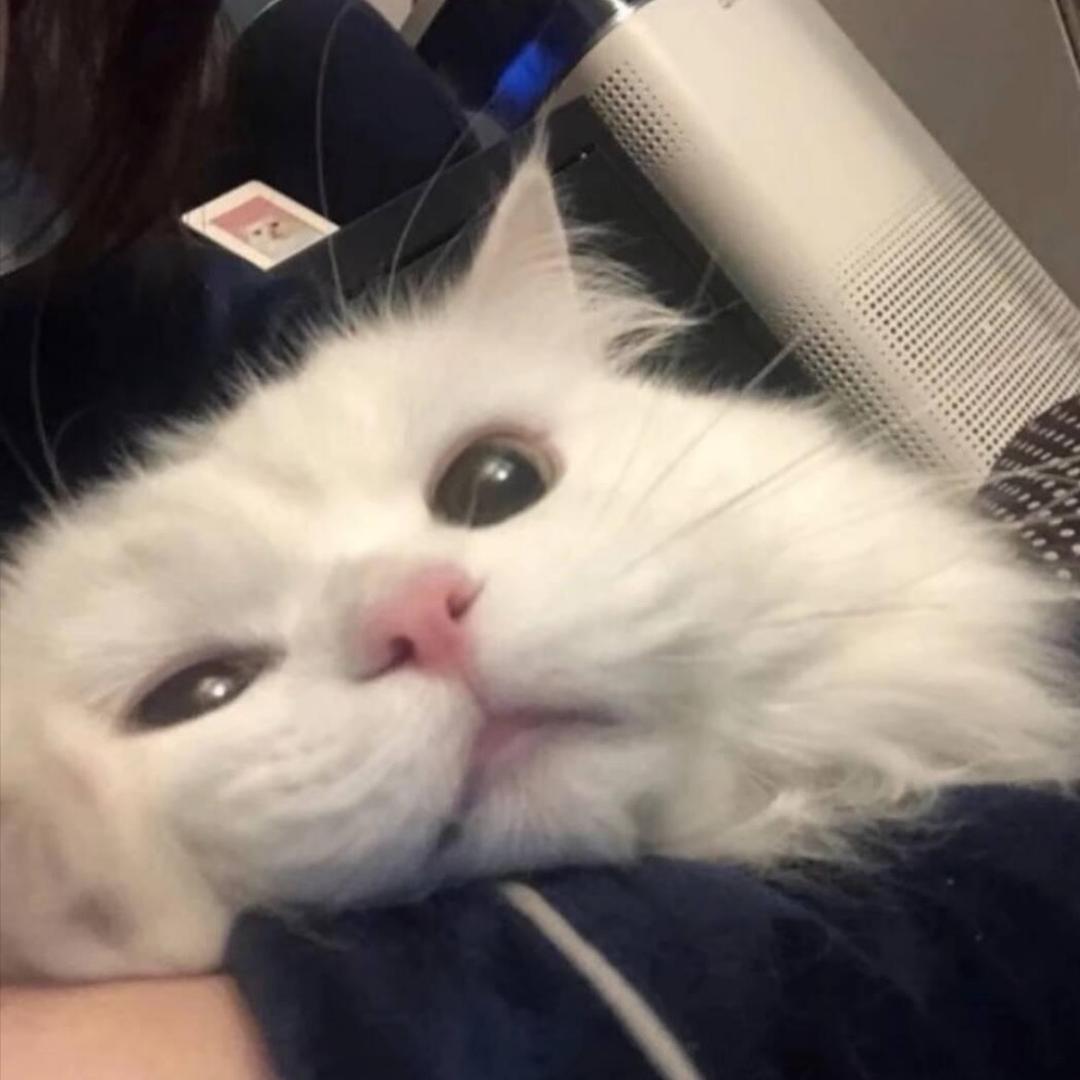 yyyyy.